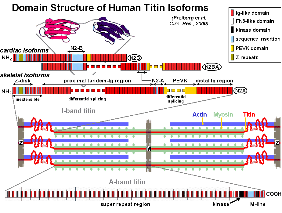 protéine titine
