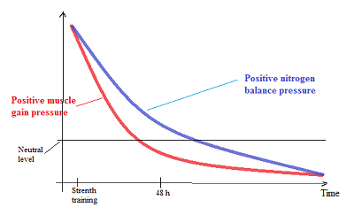 plus le bilan azoté est positif, plus la croissance musculaire augmente