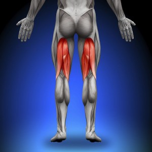 Corps humain vue anatomique des muscles