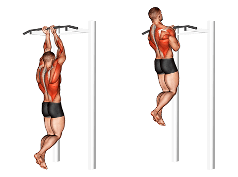 Tractions barre fixe supination